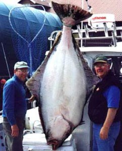 Giant Halibut - Big Blue Charters Sitka Alaska
