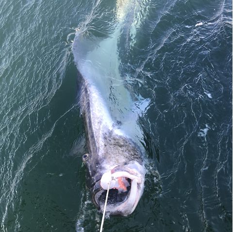Reeling in a big fish with Big Blue Charters, Alaska